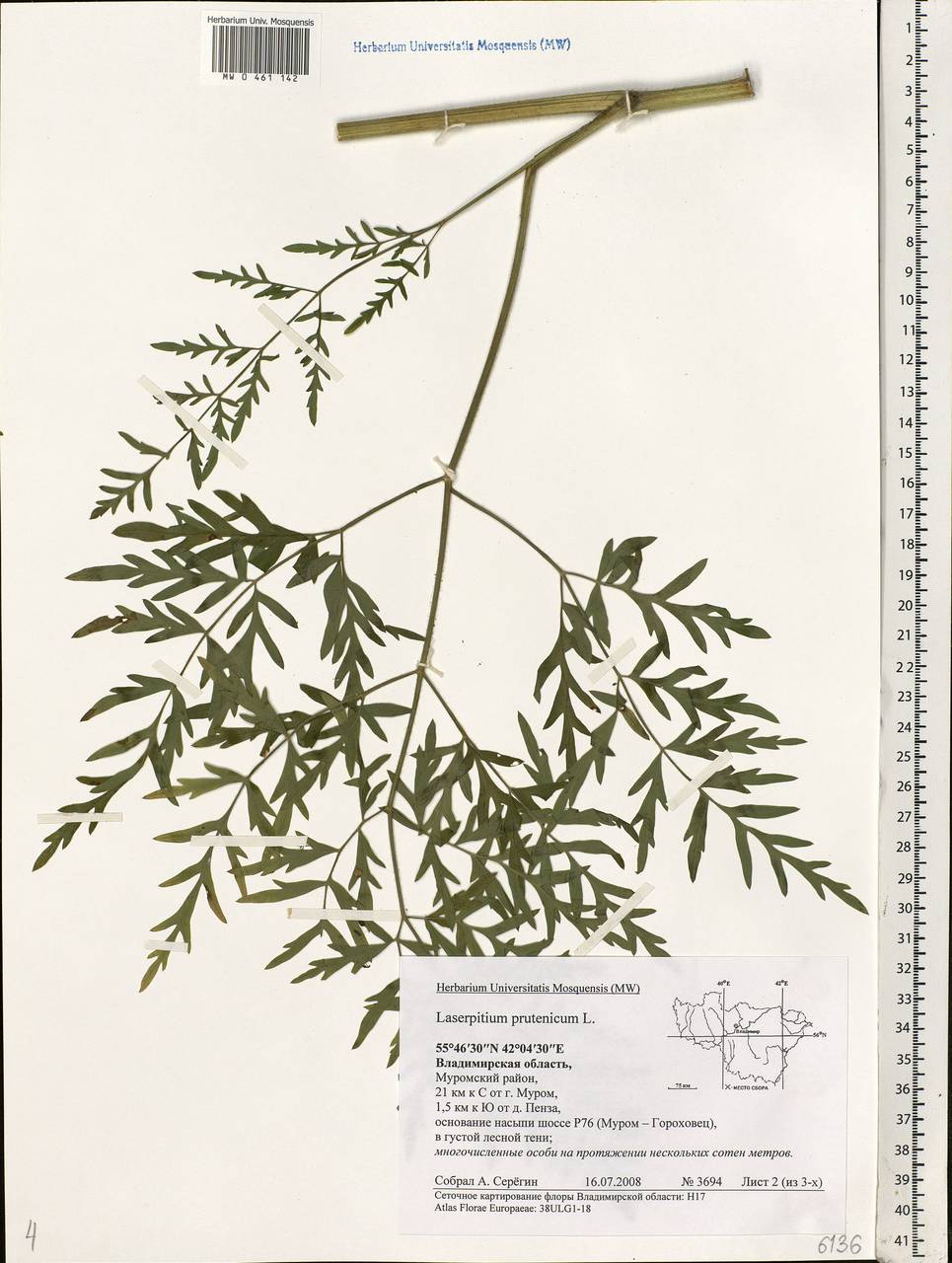 Silphiodaucus prutenicus subsp. prutenicus, Eastern Europe, Central region (E4) (Russia)