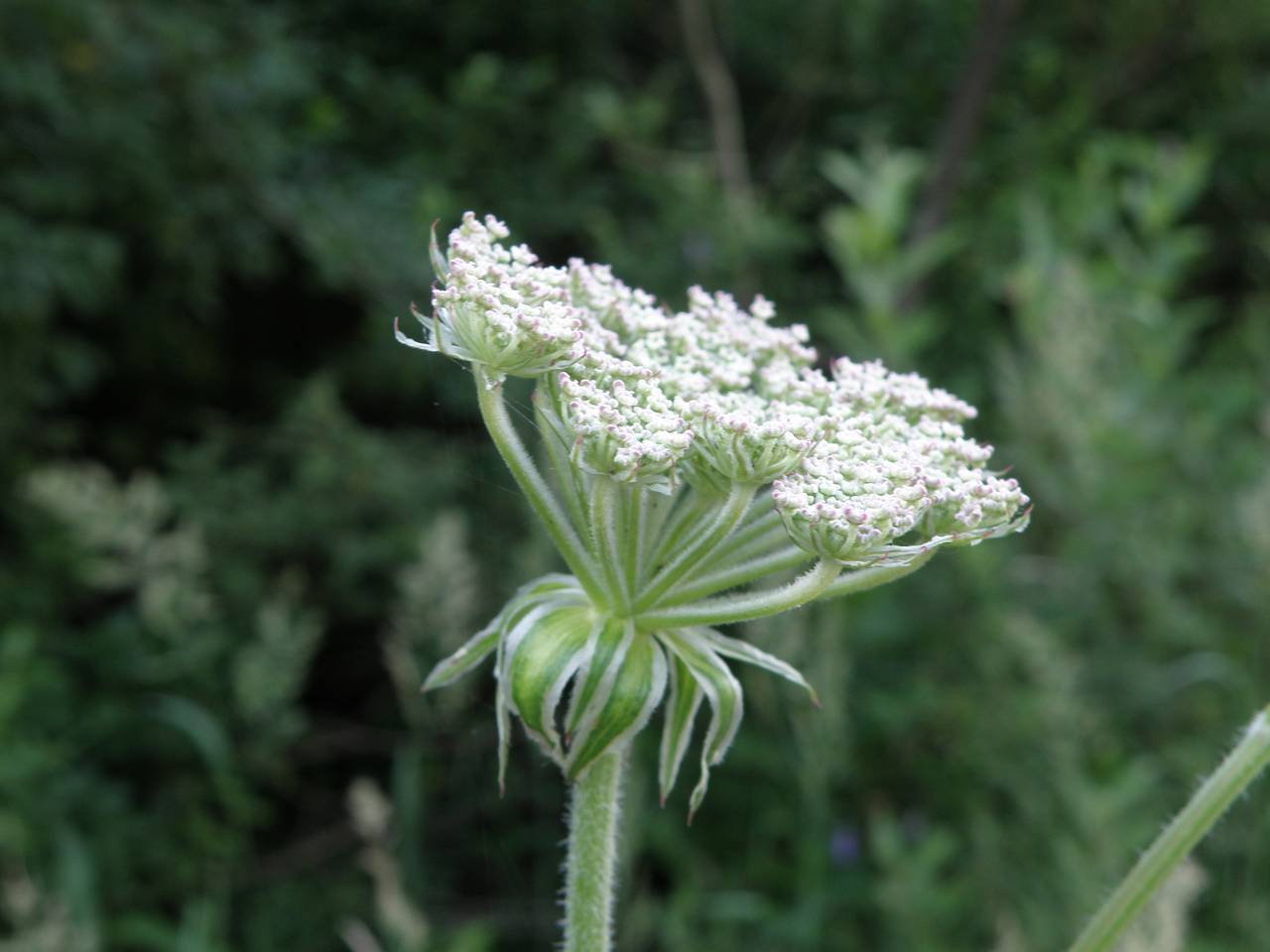 Silphiodaucus prutenicus subsp. prutenicus, Eastern Europe, Central region (E4) (Russia)