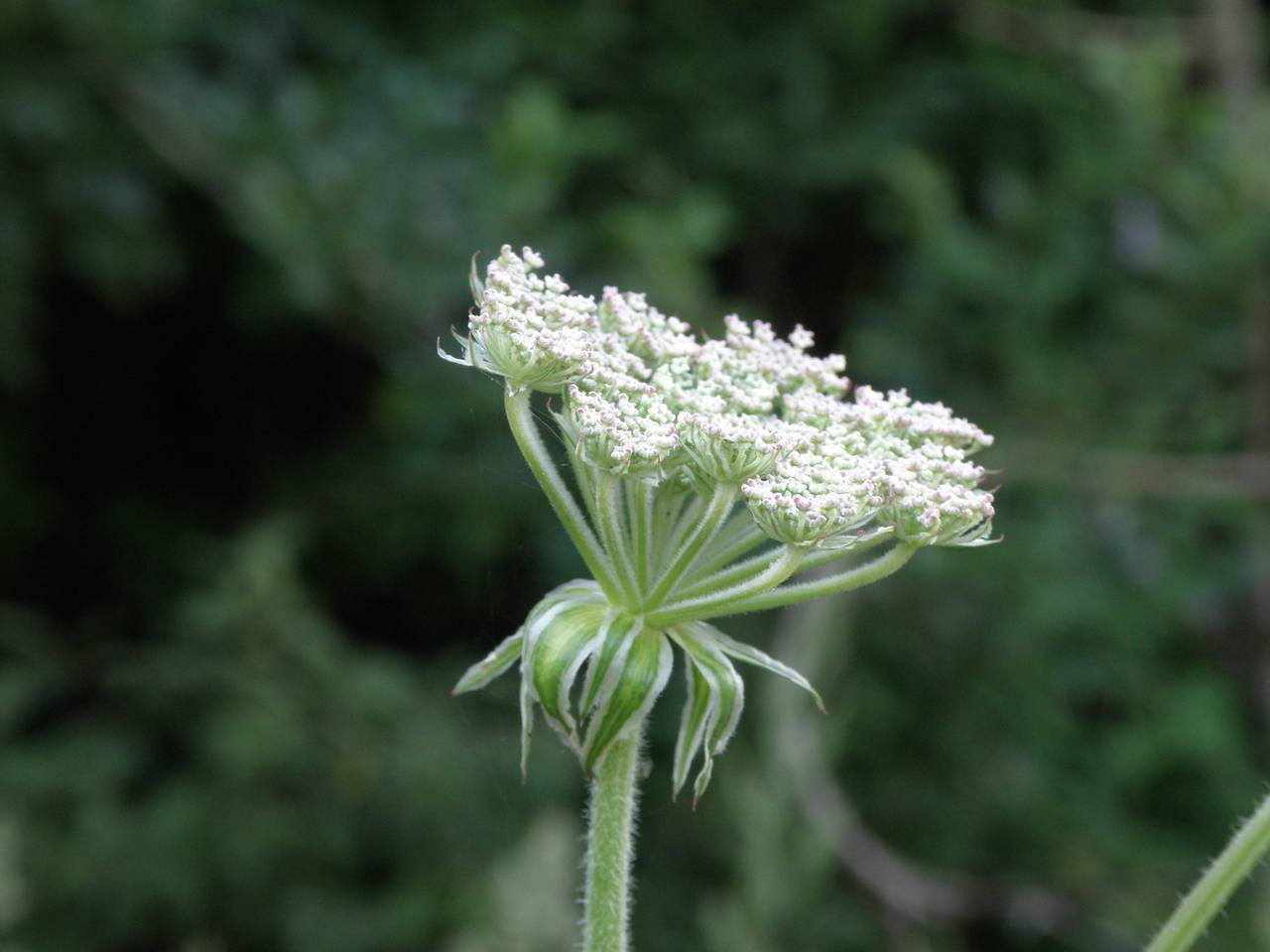 Silphiodaucus prutenicus subsp. prutenicus, Eastern Europe, Central region (E4) (Russia)