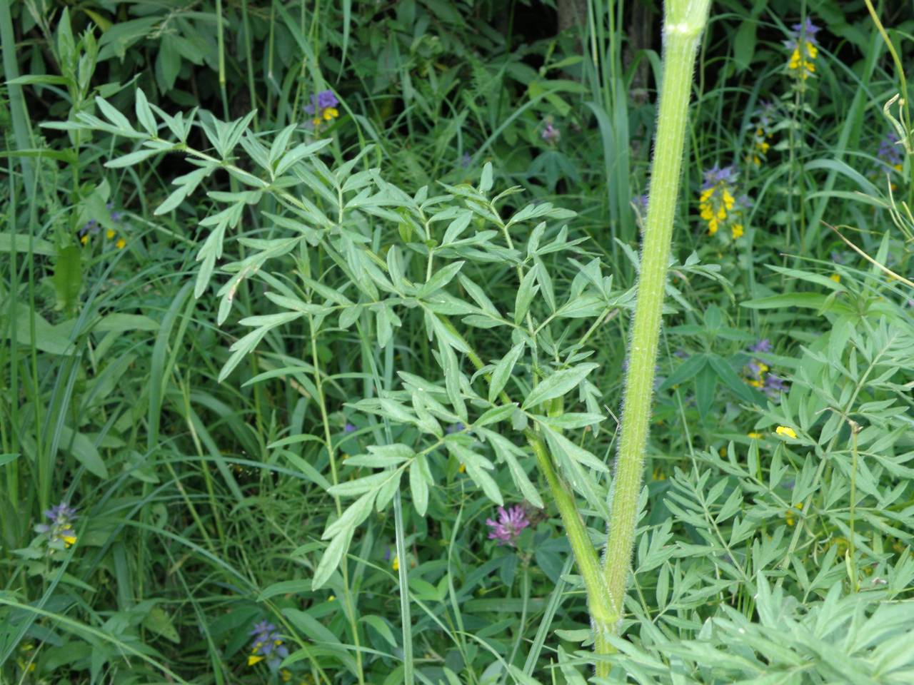 Silphiodaucus prutenicus subsp. prutenicus, Eastern Europe, Central region (E4) (Russia)