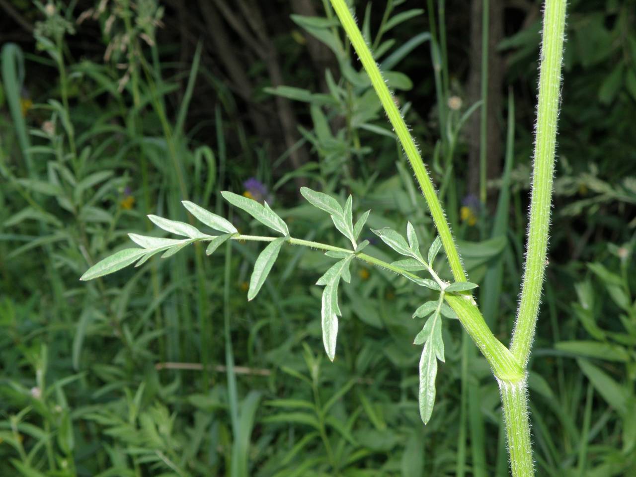 Silphiodaucus prutenicus subsp. prutenicus, Eastern Europe, Central region (E4) (Russia)