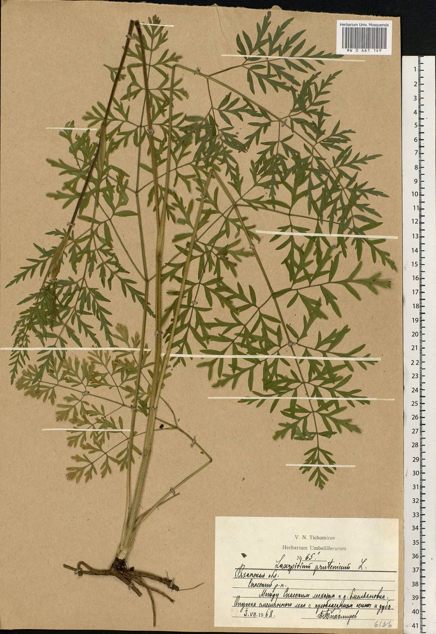 Silphiodaucus prutenicus subsp. prutenicus, Eastern Europe, Central region (E4) (Russia)