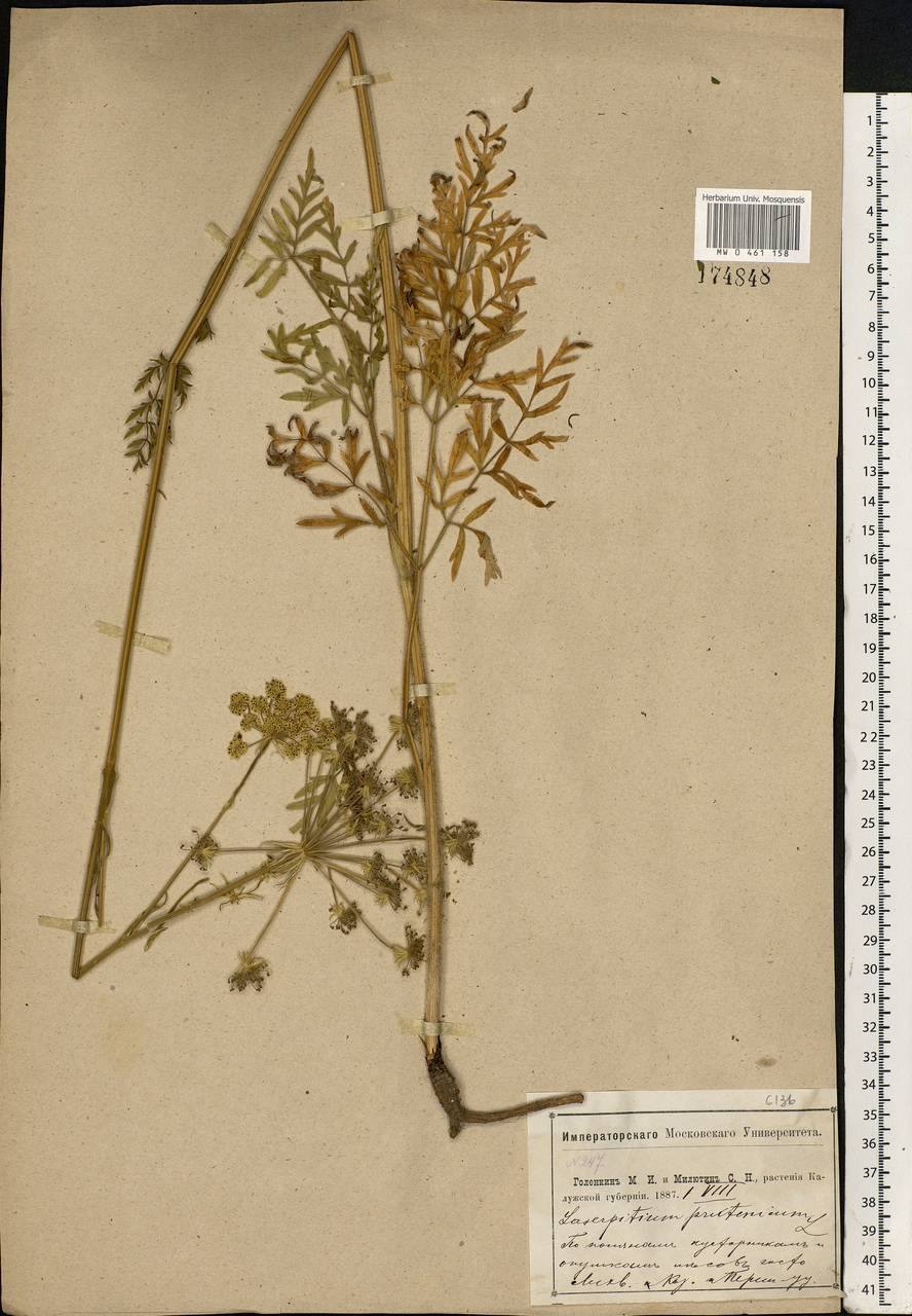 Silphiodaucus prutenicus subsp. prutenicus, Eastern Europe, Central region (E4) (Russia)