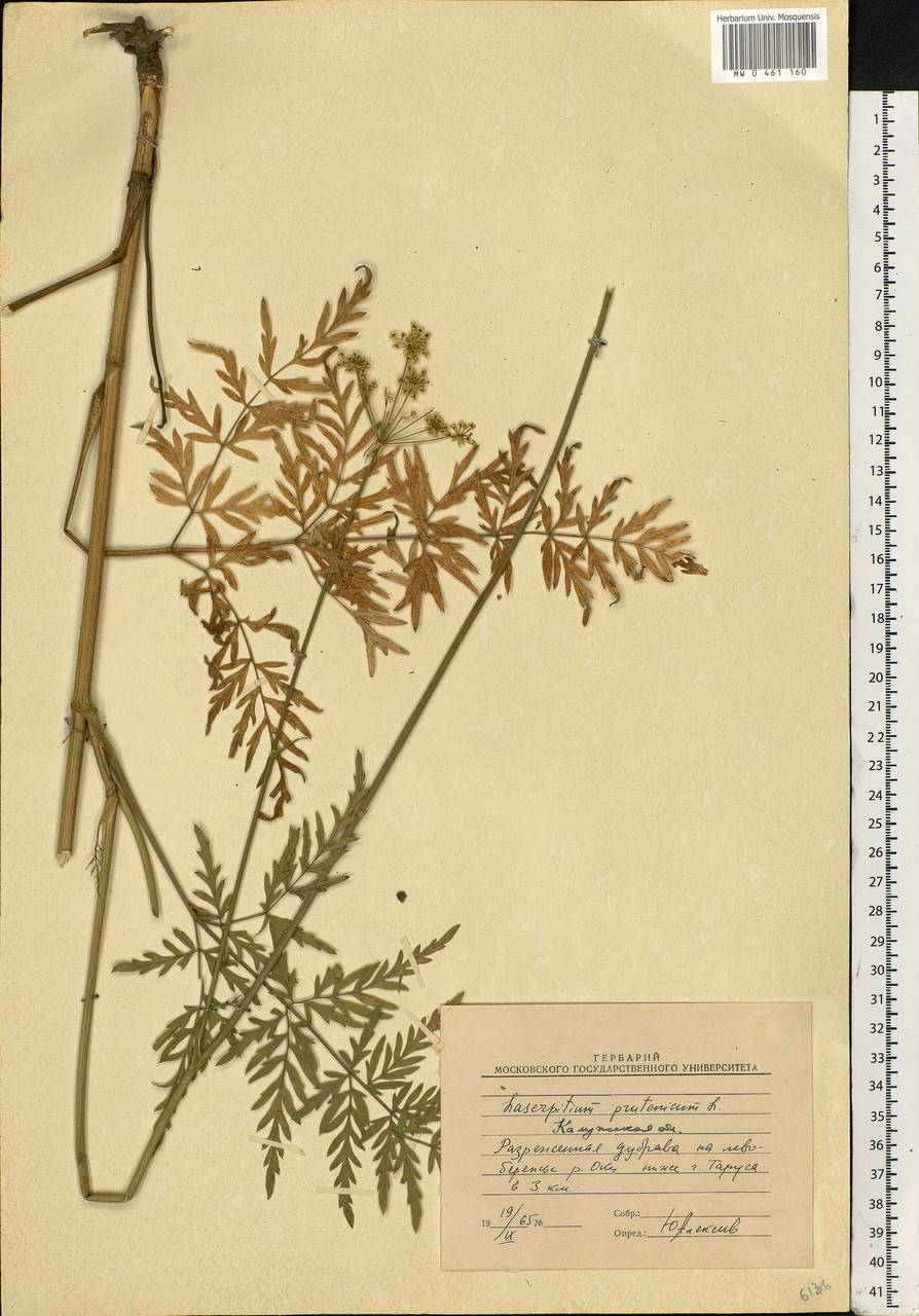 Silphiodaucus prutenicus subsp. prutenicus, Eastern Europe, Central region (E4) (Russia)