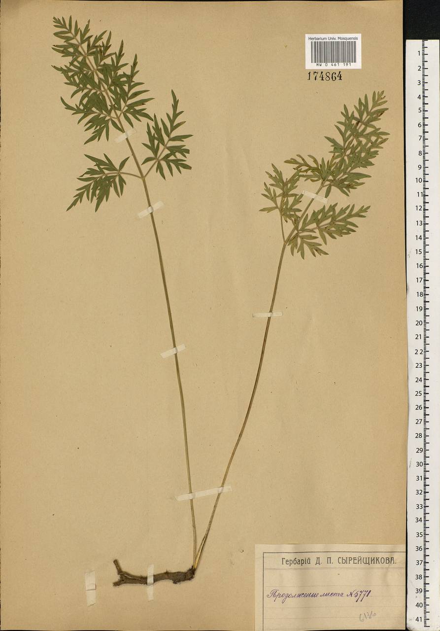 Silphiodaucus prutenicus subsp. prutenicus, Eastern Europe, Moscow region (E4a) (Russia)