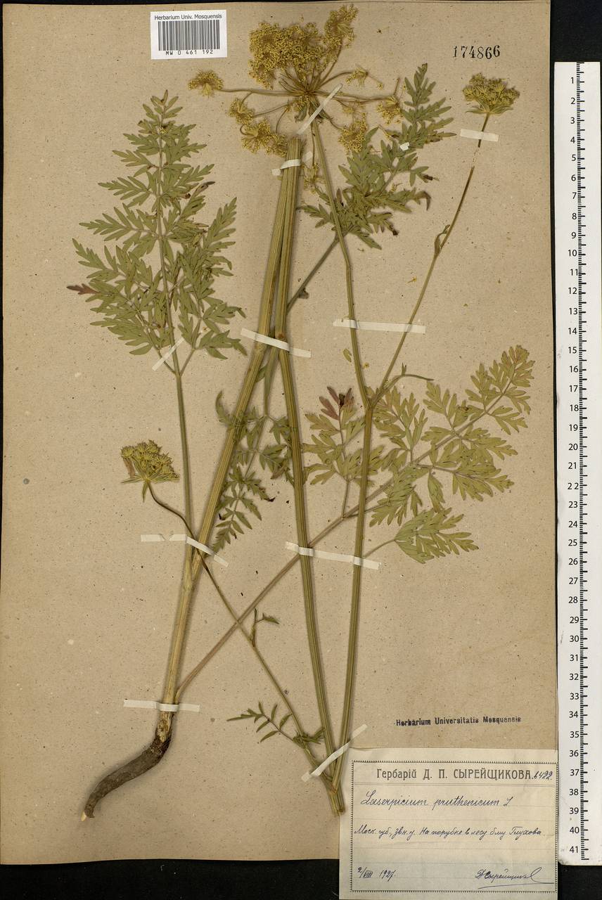 Silphiodaucus prutenicus subsp. prutenicus, Eastern Europe, Moscow region (E4a) (Russia)