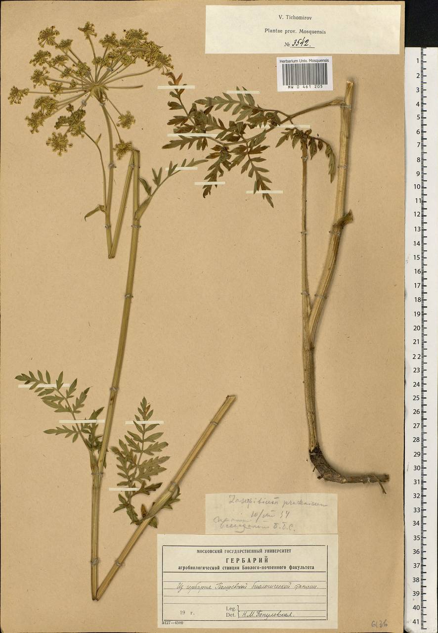 Silphiodaucus prutenicus subsp. prutenicus, Eastern Europe, Moscow region (E4a) (Russia)