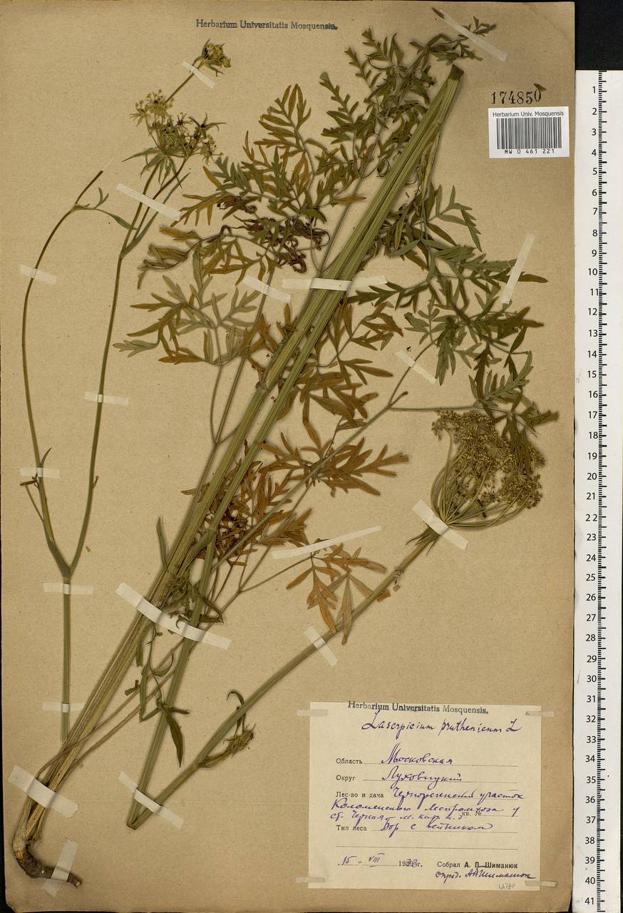 Silphiodaucus prutenicus subsp. prutenicus, Eastern Europe, Moscow region (E4a) (Russia)