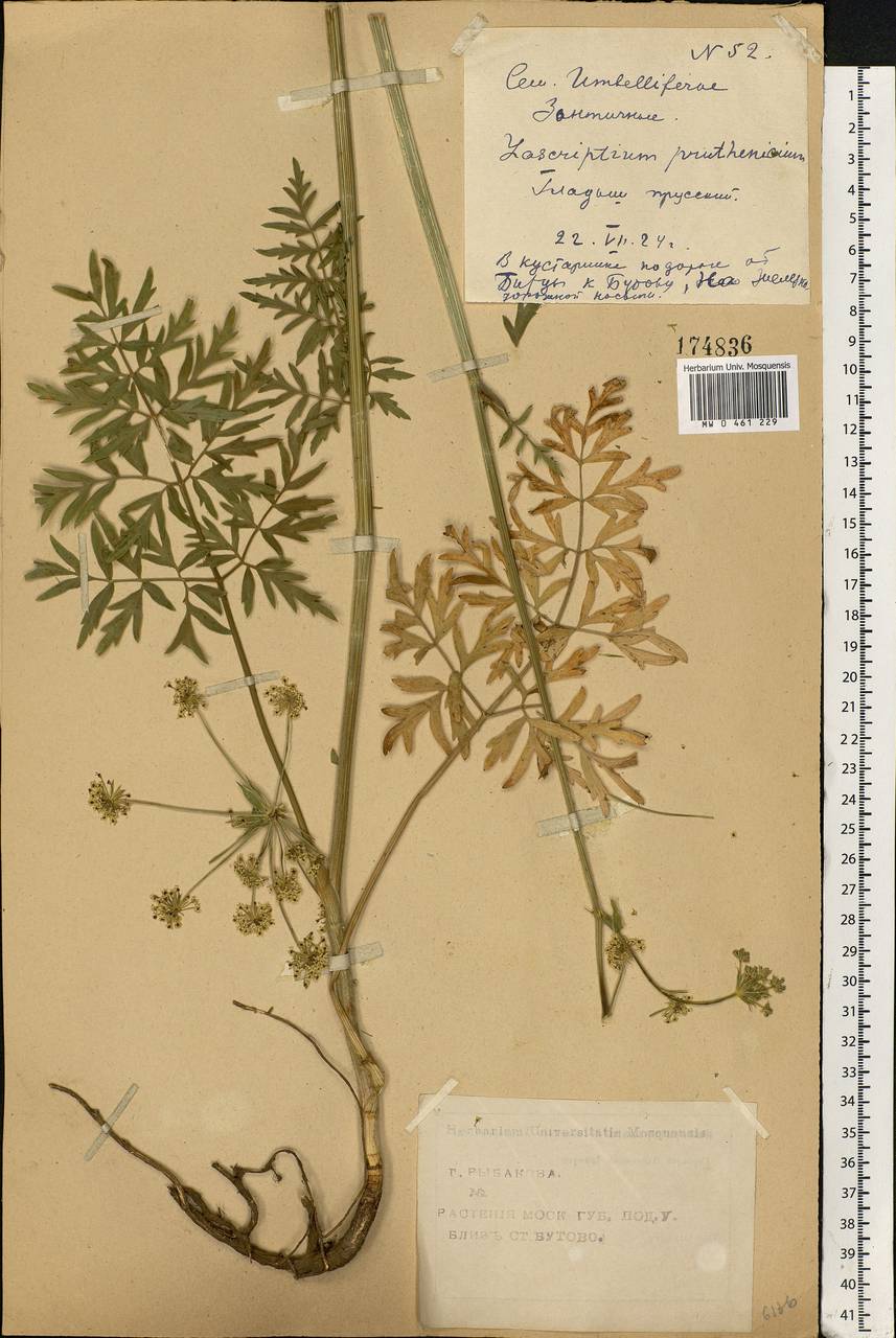 Silphiodaucus prutenicus subsp. prutenicus, Eastern Europe, Moscow region (E4a) (Russia)