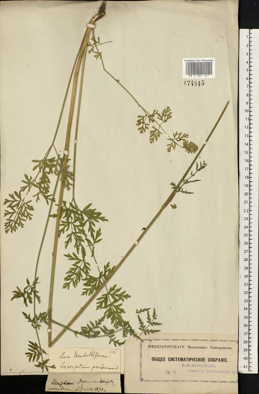 Silphiodaucus prutenicus subsp. prutenicus, Eastern Europe, Moscow region (E4a) (Russia)