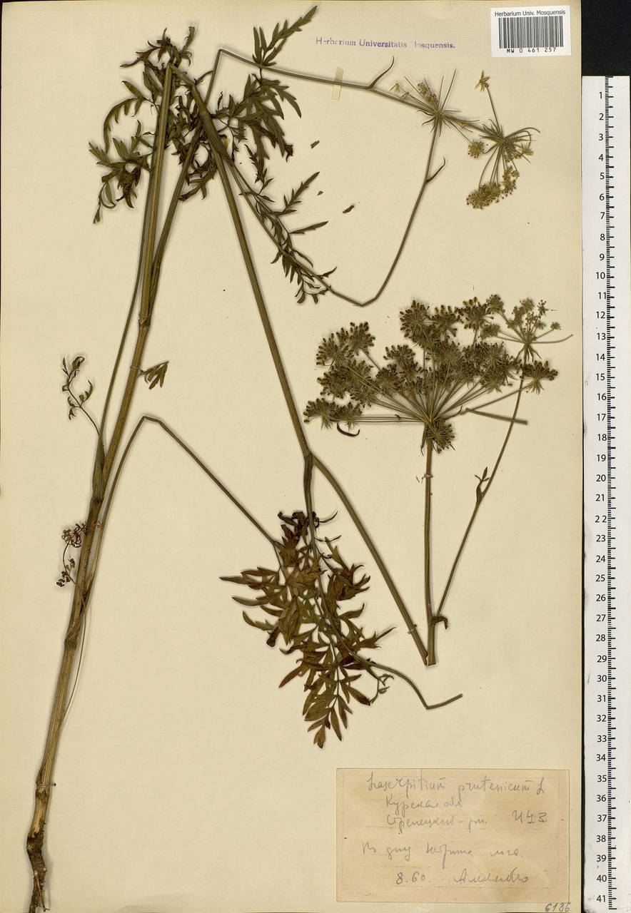 Silphiodaucus prutenicus subsp. prutenicus, Eastern Europe, Central forest-and-steppe region (E6) (Russia)