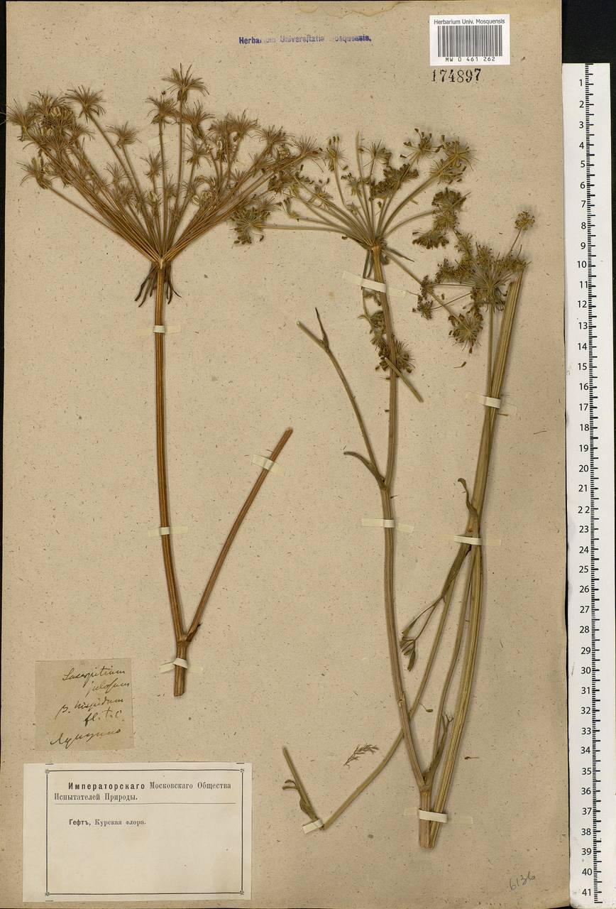 Silphiodaucus prutenicus subsp. prutenicus, Eastern Europe, Central forest-and-steppe region (E6) (Russia)