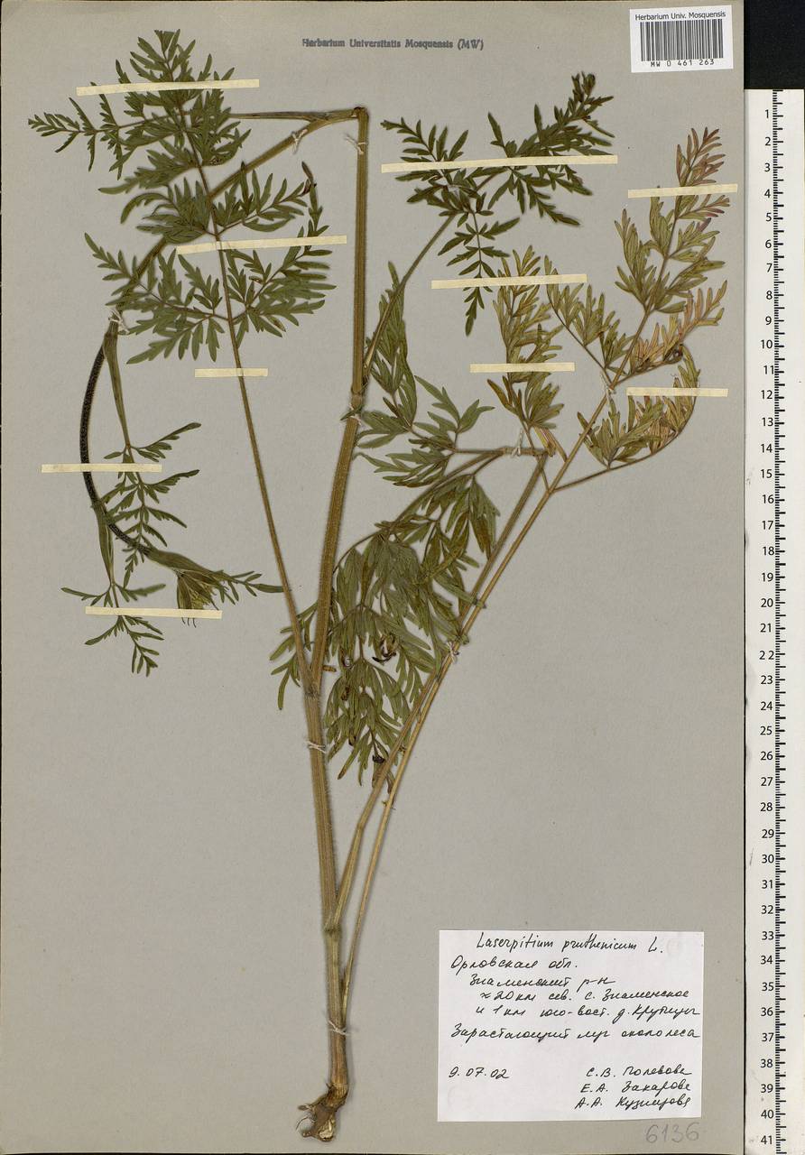 Silphiodaucus prutenicus subsp. prutenicus, Eastern Europe, Central forest-and-steppe region (E6) (Russia)