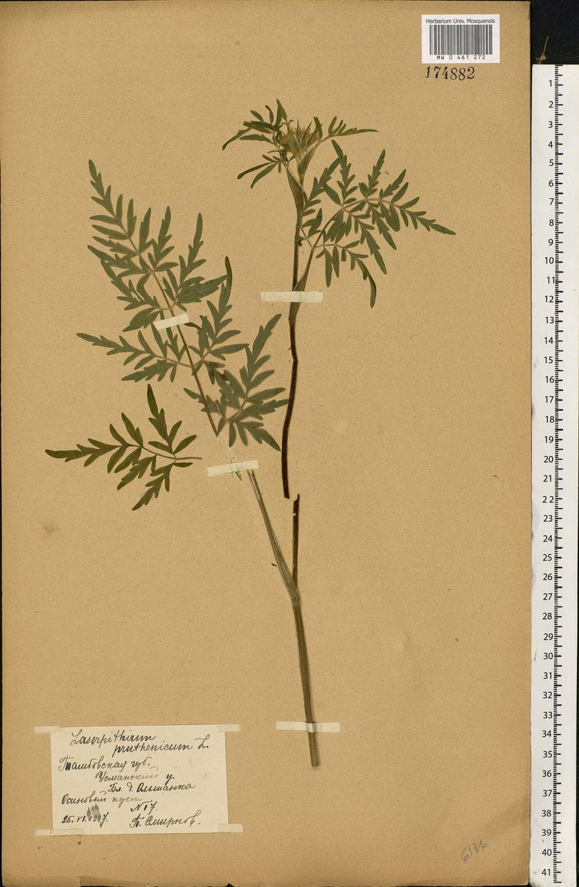 Silphiodaucus prutenicus subsp. prutenicus, Eastern Europe, Central forest-and-steppe region (E6) (Russia)