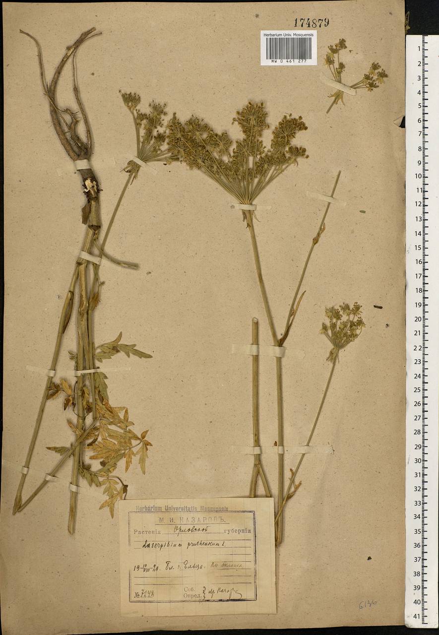 Silphiodaucus prutenicus subsp. prutenicus, Eastern Europe, Central forest-and-steppe region (E6) (Russia)