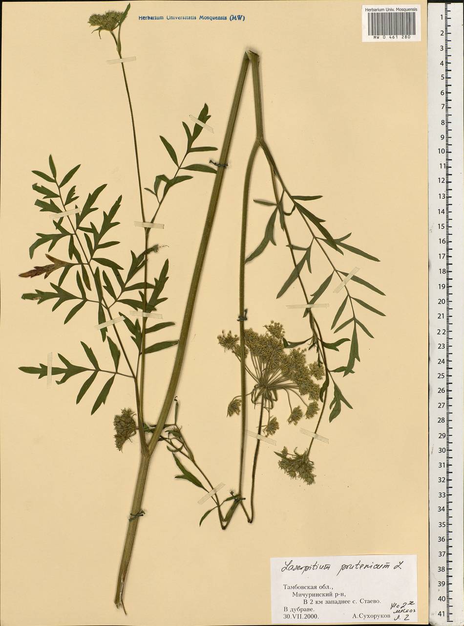 Silphiodaucus prutenicus subsp. prutenicus, Eastern Europe, Central forest-and-steppe region (E6) (Russia)