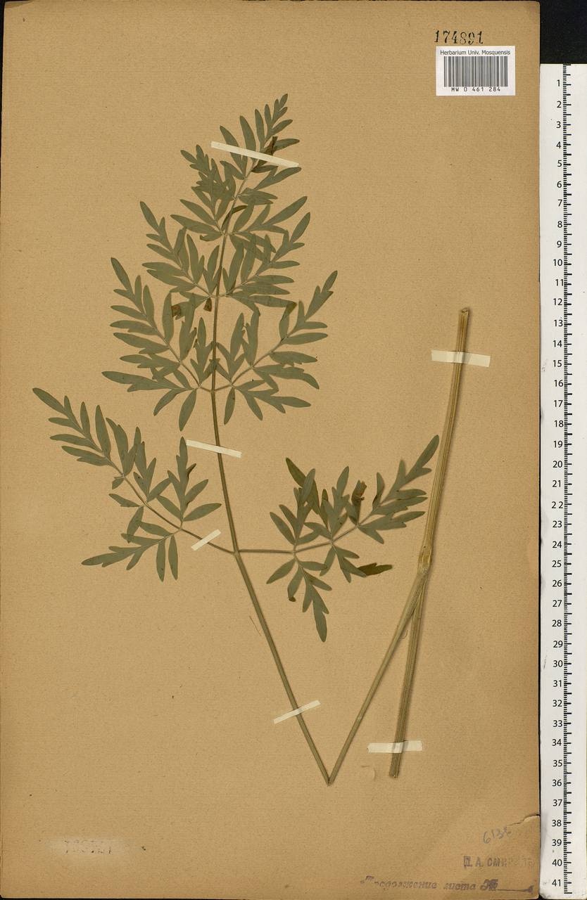 Silphiodaucus prutenicus subsp. prutenicus, Eastern Europe, Central forest-and-steppe region (E6) (Russia)