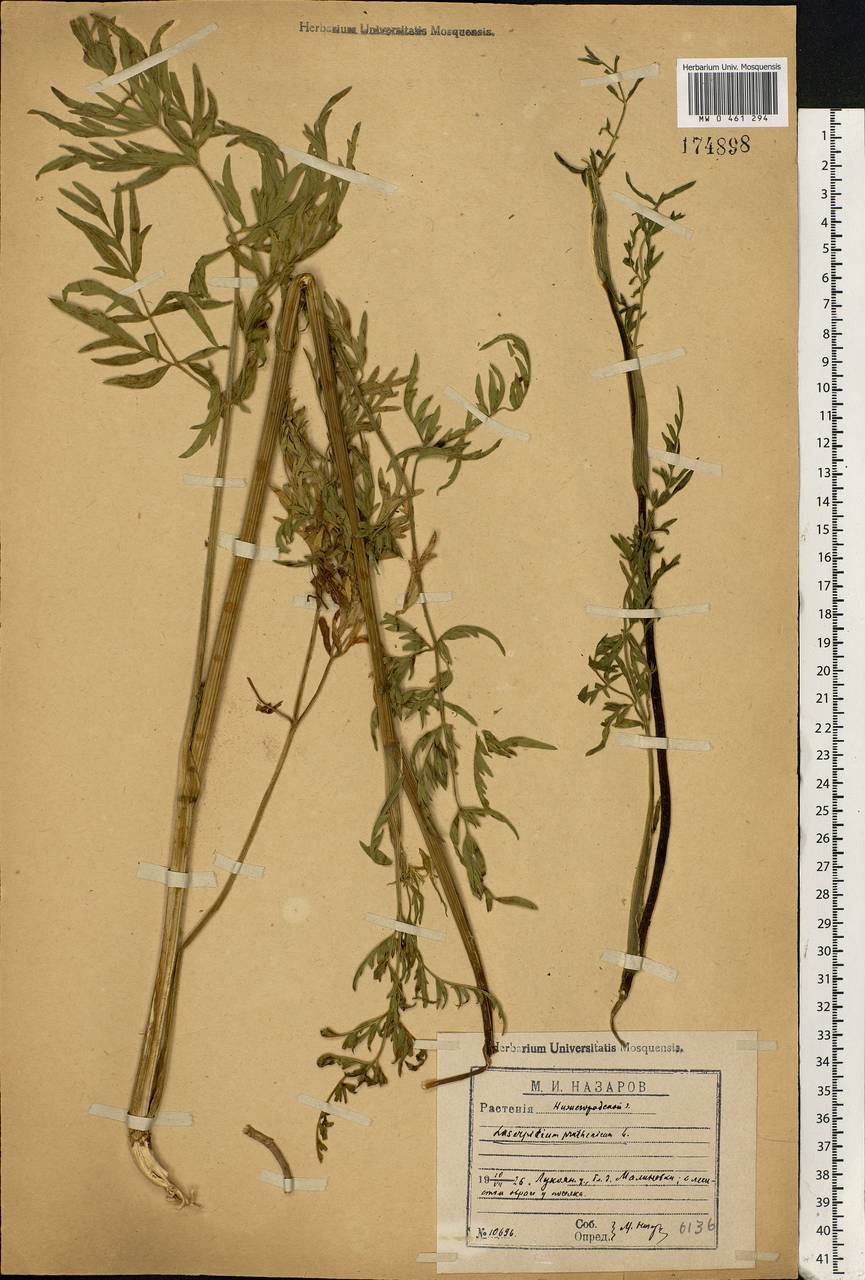 Silphiodaucus prutenicus subsp. prutenicus, Eastern Europe, Volga-Kama region (E7) (Russia)