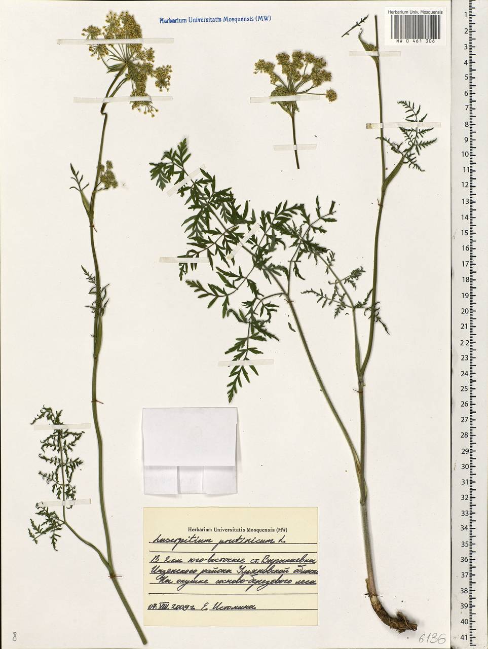 Silphiodaucus prutenicus subsp. prutenicus, Eastern Europe, Middle Volga region (E8) (Russia)