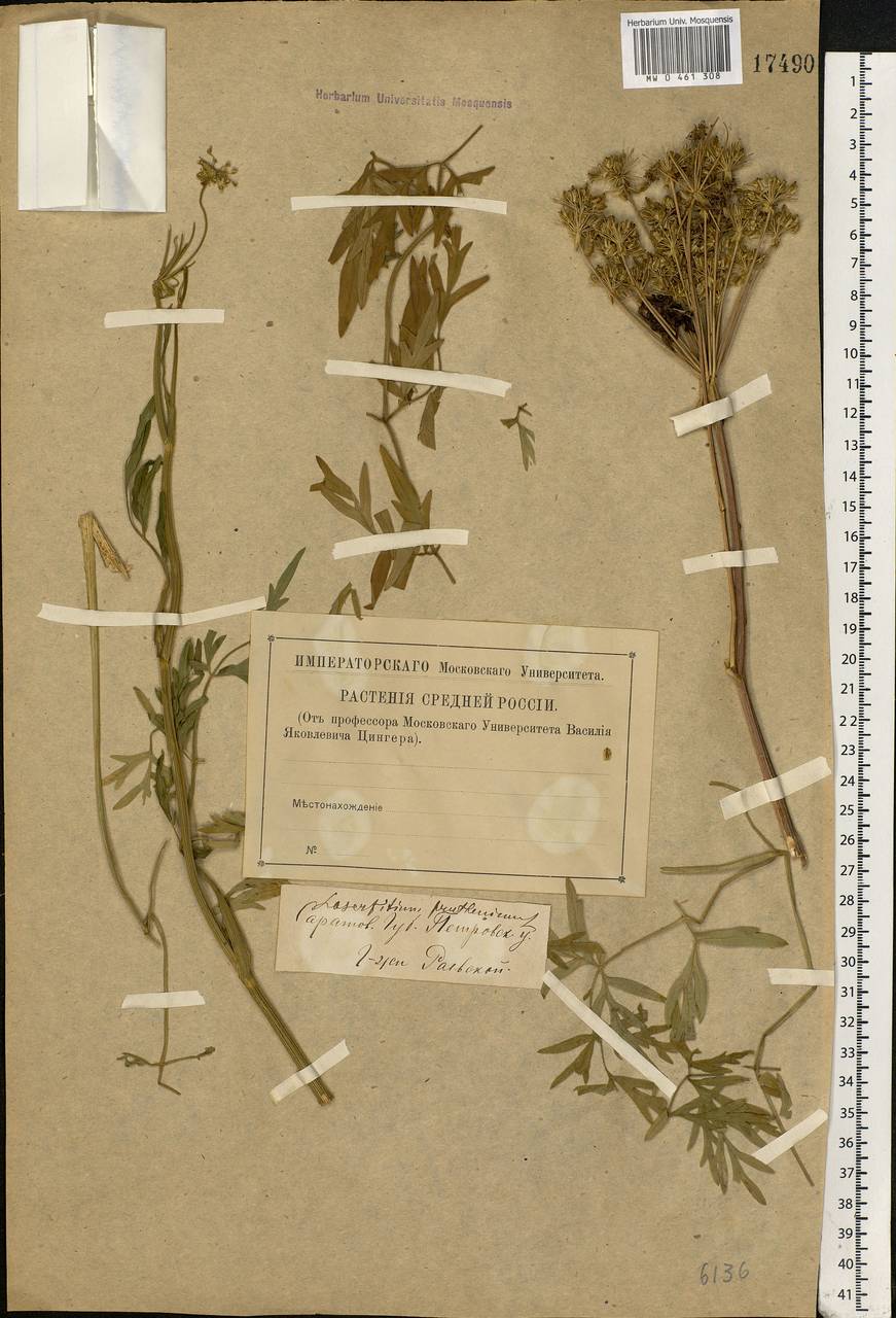 Silphiodaucus prutenicus subsp. prutenicus, Eastern Europe, Lower Volga region (E9) (Russia)