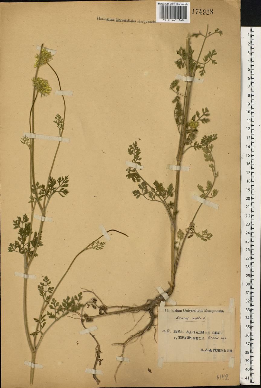 Daucus carota L., Eastern Europe, Western region (E3) (Russia)