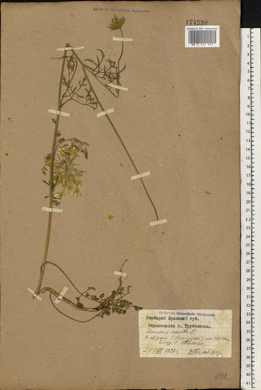 Daucus carota L., Eastern Europe, Western region (E3) (Russia)