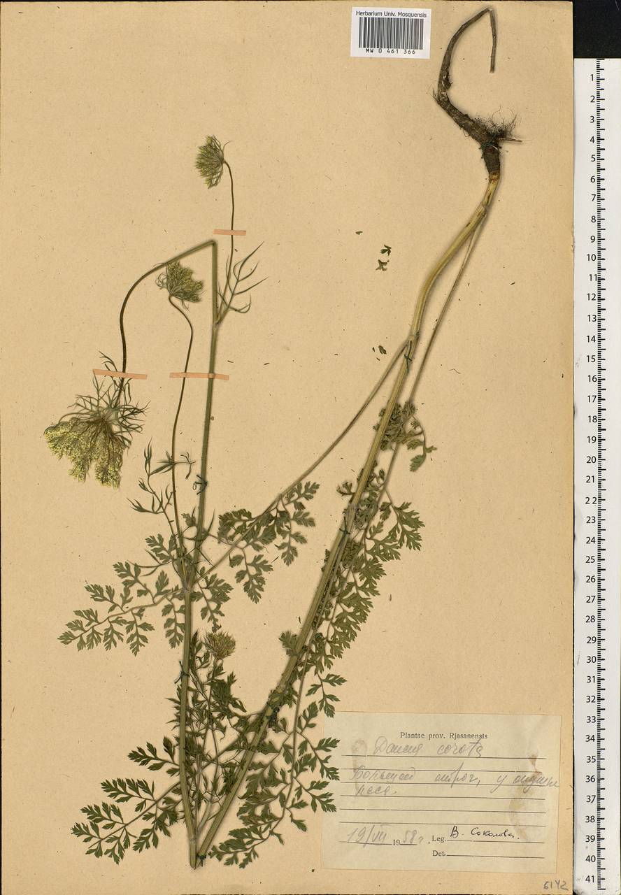 Daucus carota L., Eastern Europe, Central region (E4) (Russia)