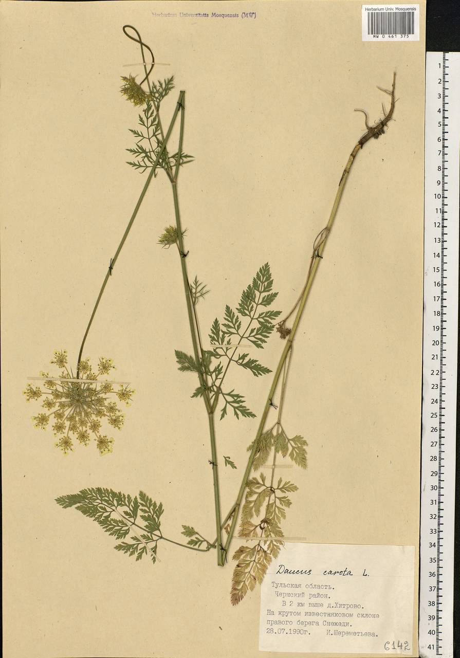 Daucus carota L., Eastern Europe, Central region (E4) (Russia)