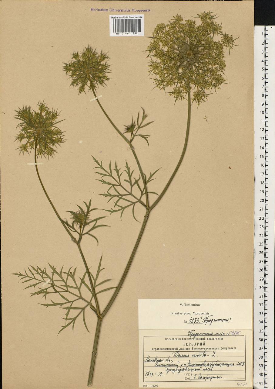 Daucus carota L., Eastern Europe, Moscow region (E4a) (Russia)