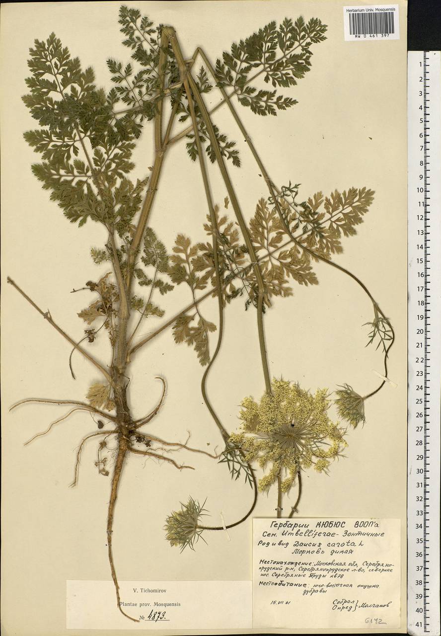 Daucus carota L., Eastern Europe, Moscow region (E4a) (Russia)