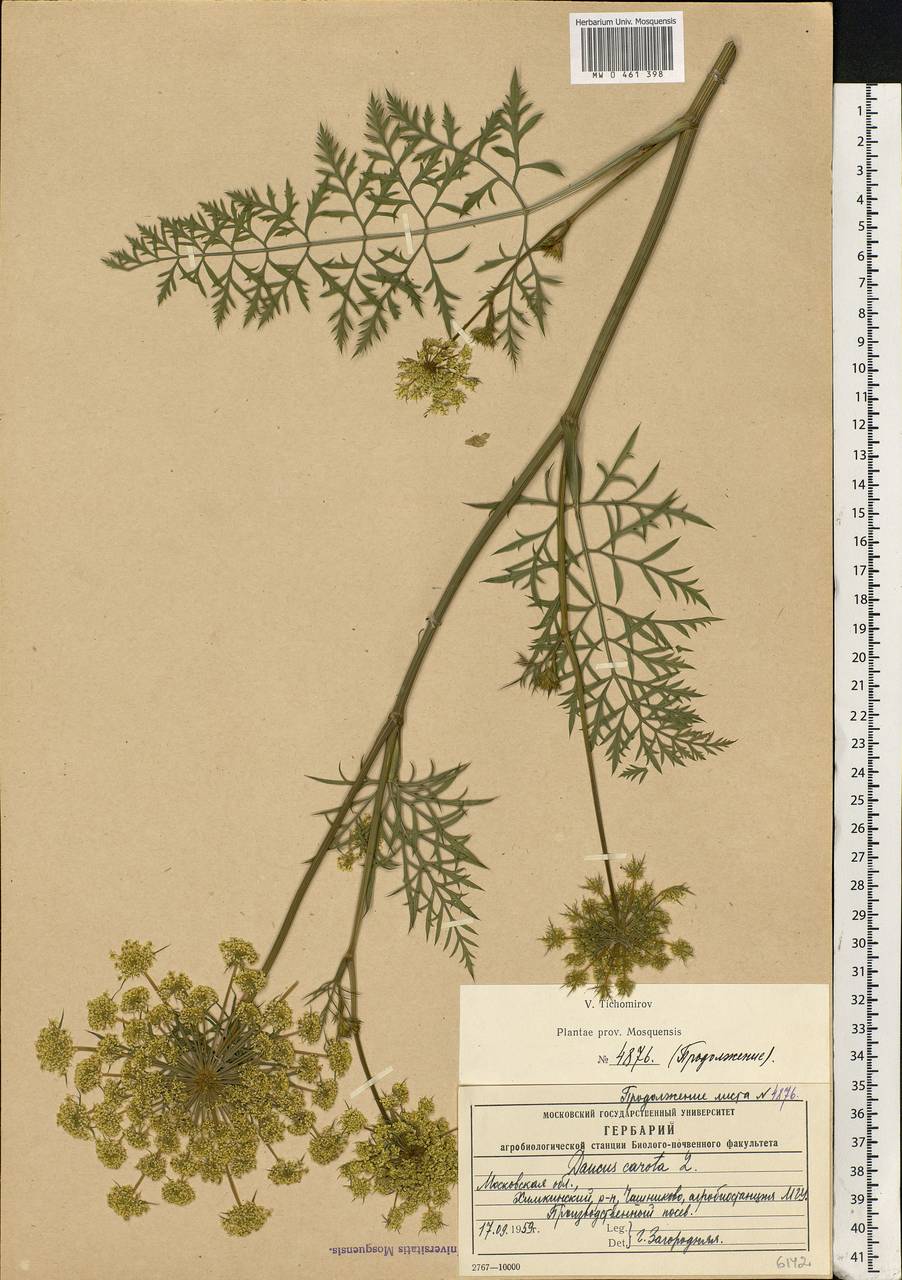 Daucus carota L., Eastern Europe, Moscow region (E4a) (Russia)