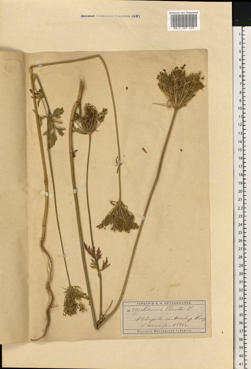 Daucus carota L., Eastern Europe, Moscow region (E4a) (Russia)