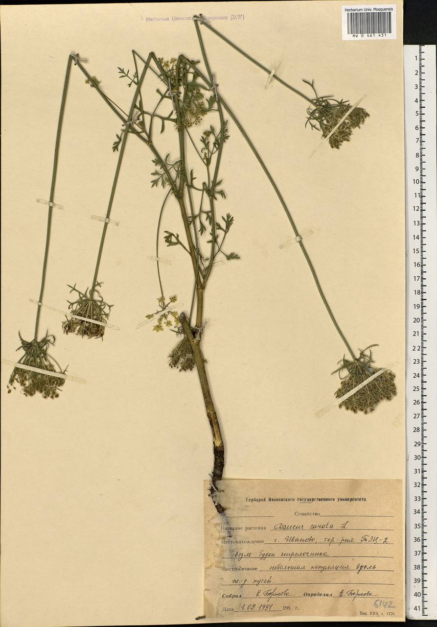 Daucus carota L., Eastern Europe, Central forest region (E5) (Russia)