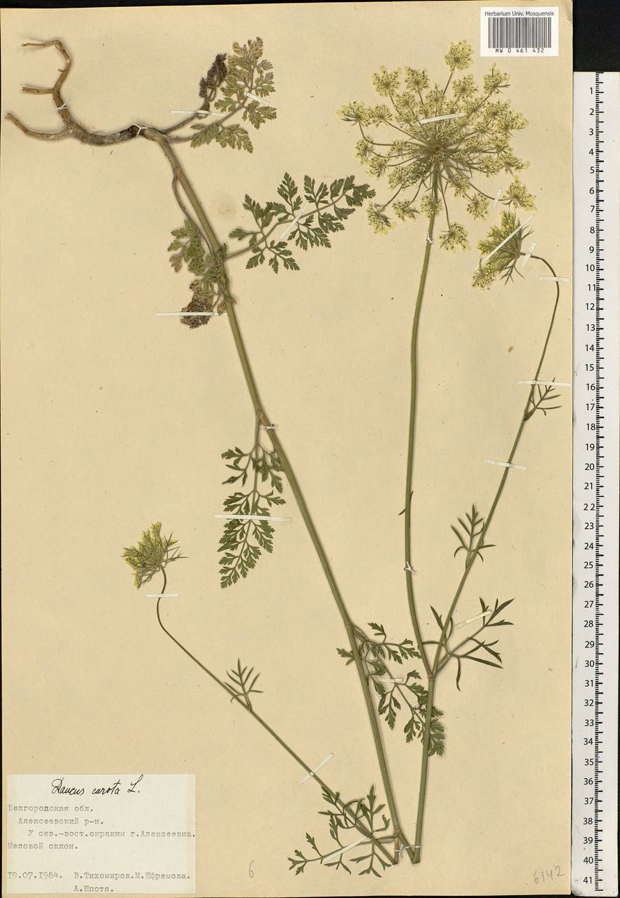 Daucus carota L., Eastern Europe, Central forest-and-steppe region (E6) (Russia)