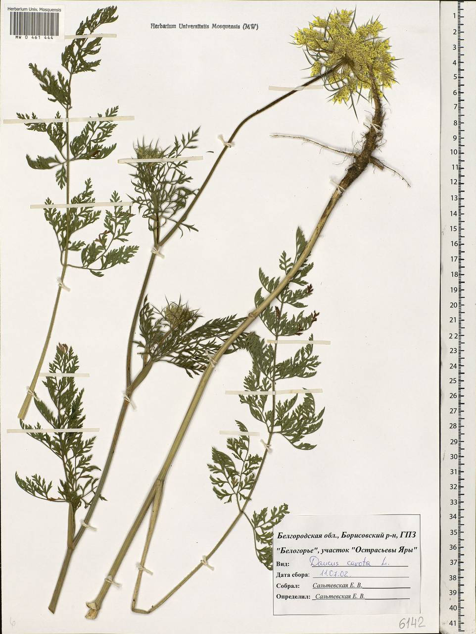 Daucus carota L., Eastern Europe, Central forest-and-steppe region (E6) (Russia)