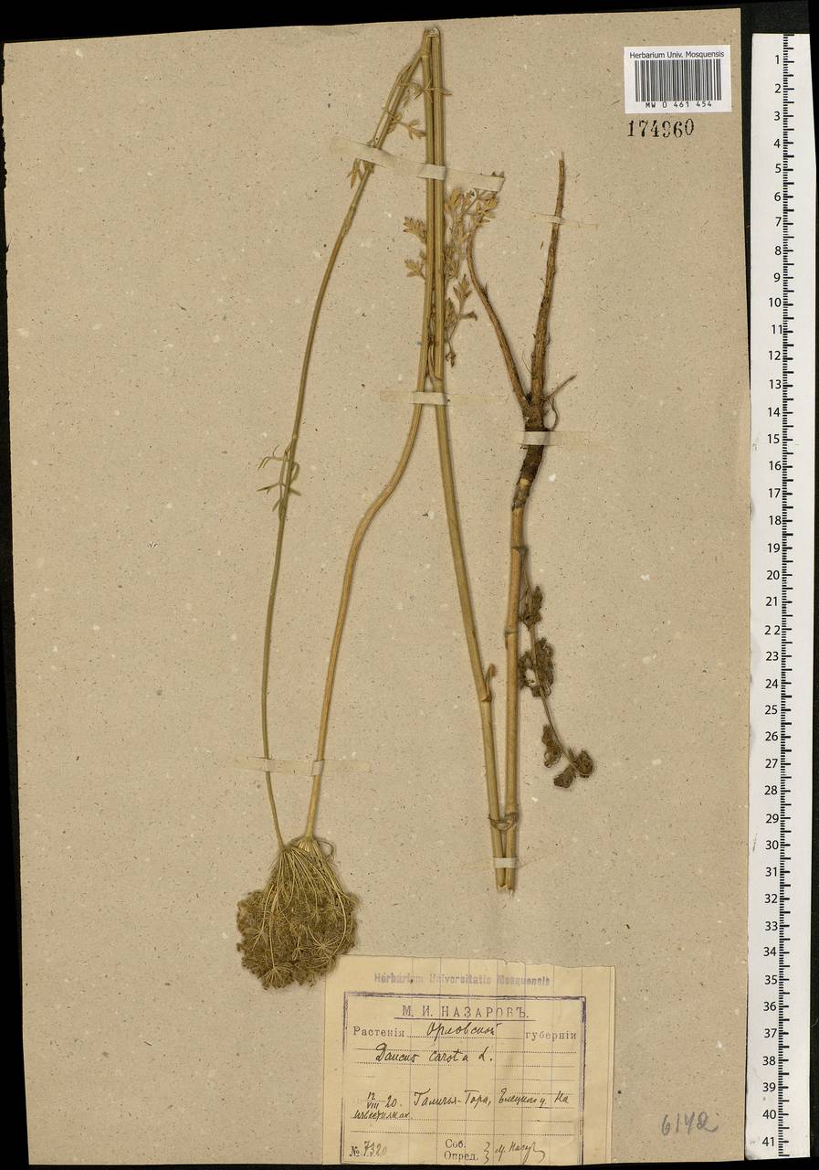 Daucus carota L., Eastern Europe, Central forest-and-steppe region (E6) (Russia)