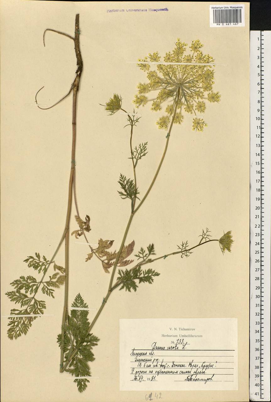 Daucus carota L., Eastern Europe, Central forest-and-steppe region (E6) (Russia)