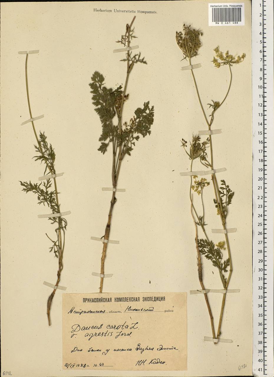 Daucus carota L., Eastern Europe, Lower Volga region (E9) (Russia)