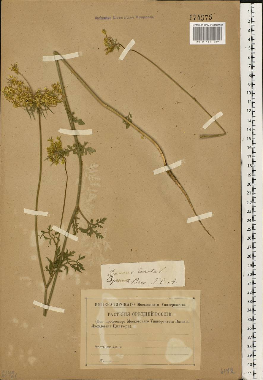 Daucus carota L., Eastern Europe, Lower Volga region (E9) (Russia)