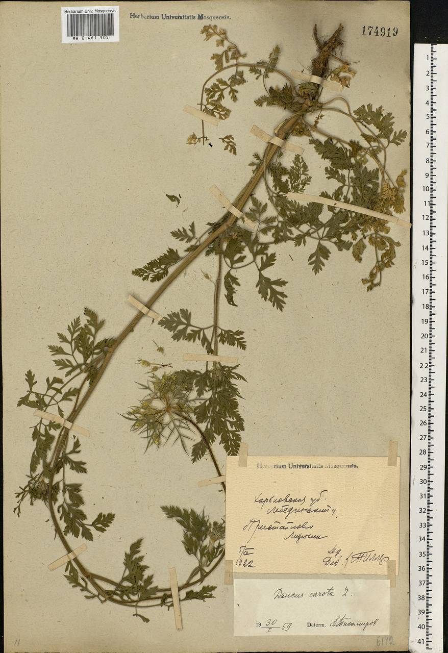 Daucus carota L., Eastern Europe, North Ukrainian region (E11) (Ukraine)