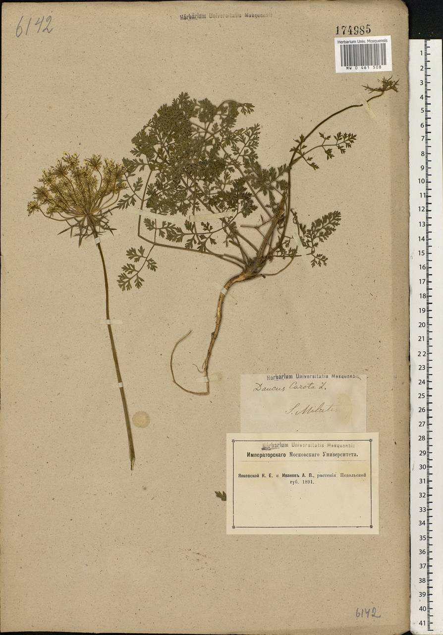 Daucus carota L., Eastern Europe, South Ukrainian region (E12) (Ukraine)