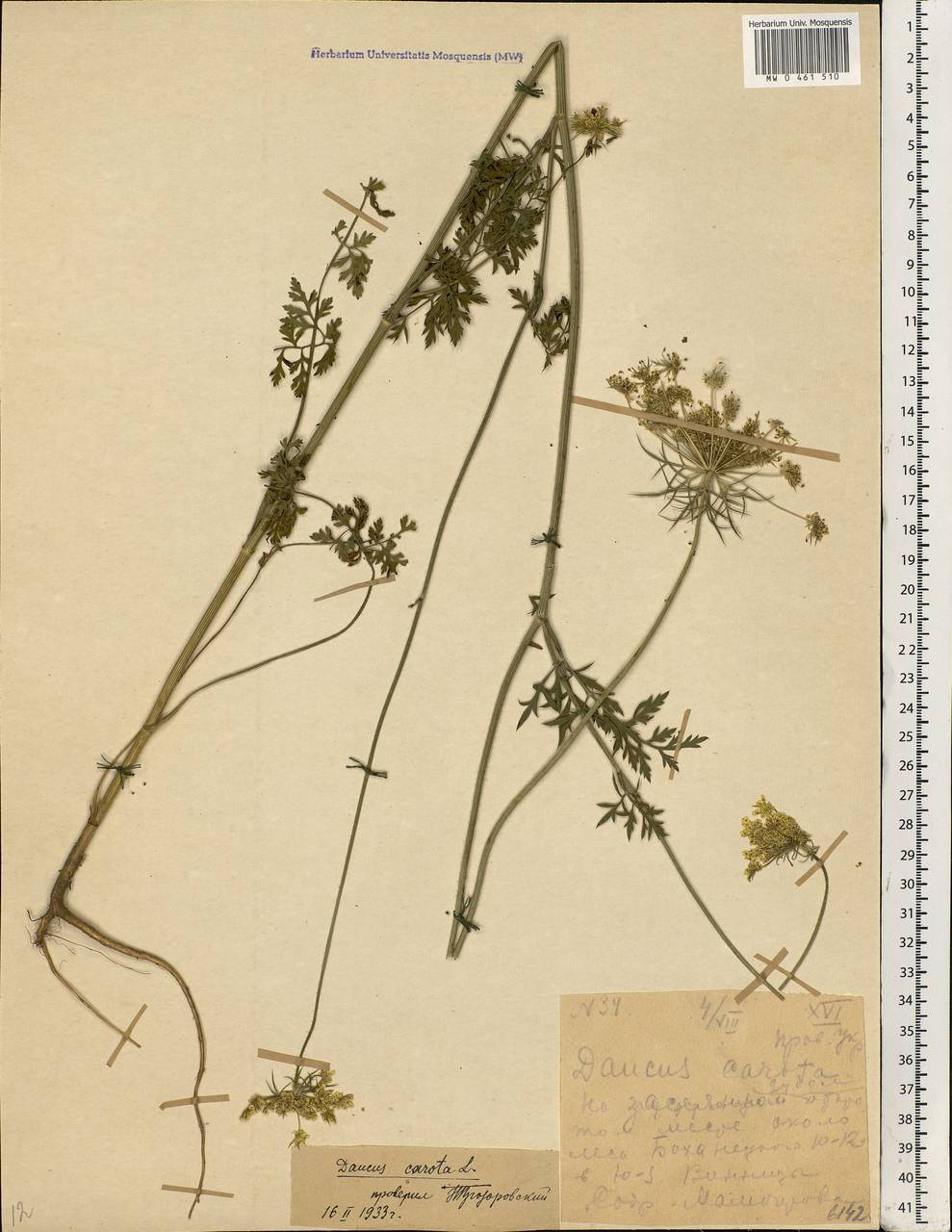 Daucus carota L., Eastern Europe, South Ukrainian region (E12) (Ukraine)