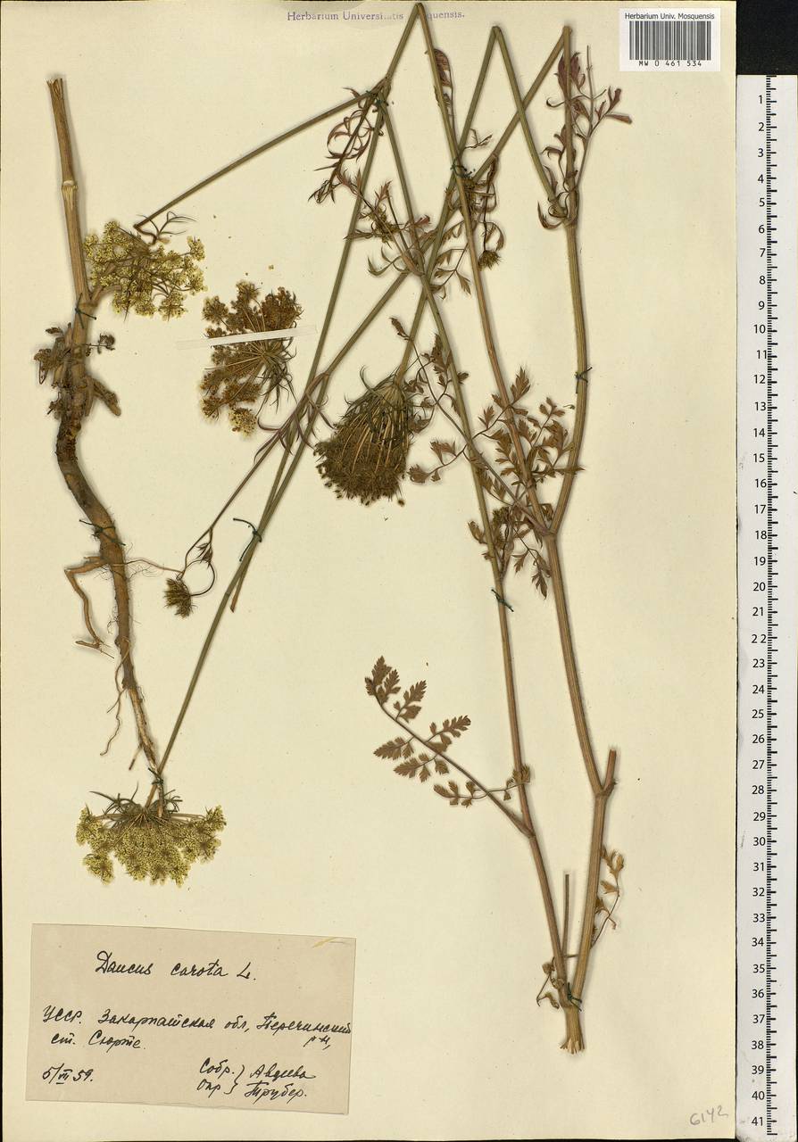 Daucus carota L., Eastern Europe, West Ukrainian region (E13) (Ukraine)