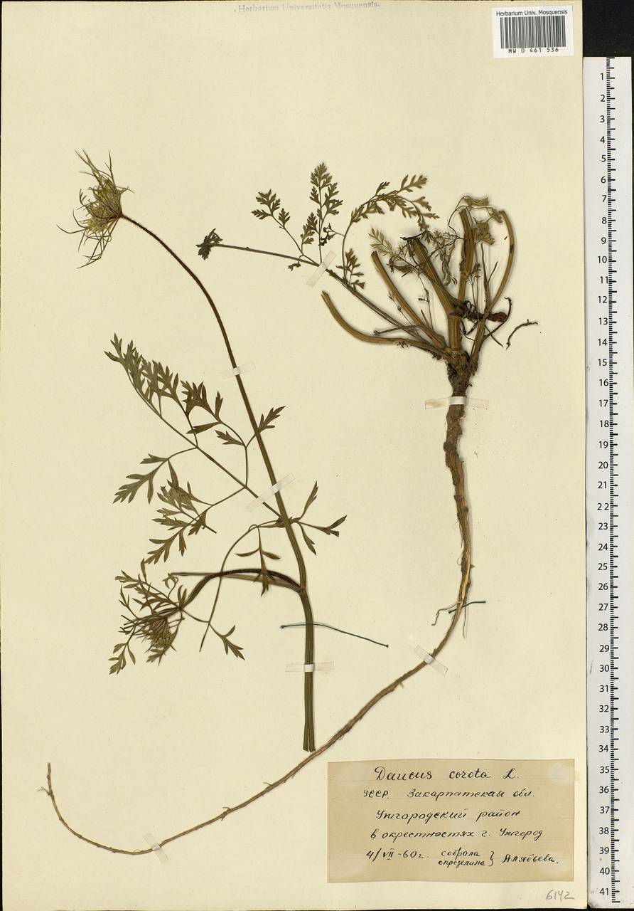 Daucus carota L., Eastern Europe, West Ukrainian region (E13) (Ukraine)