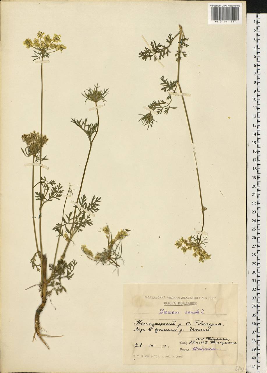 Daucus carota L., Eastern Europe, Moldova (E13a) (Moldova)