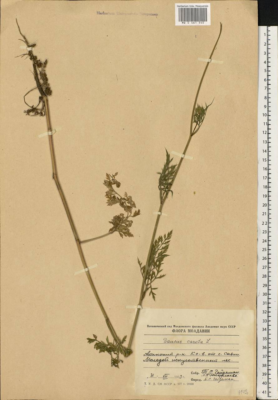 Daucus carota L., Eastern Europe, Moldova (E13a) (Moldova)