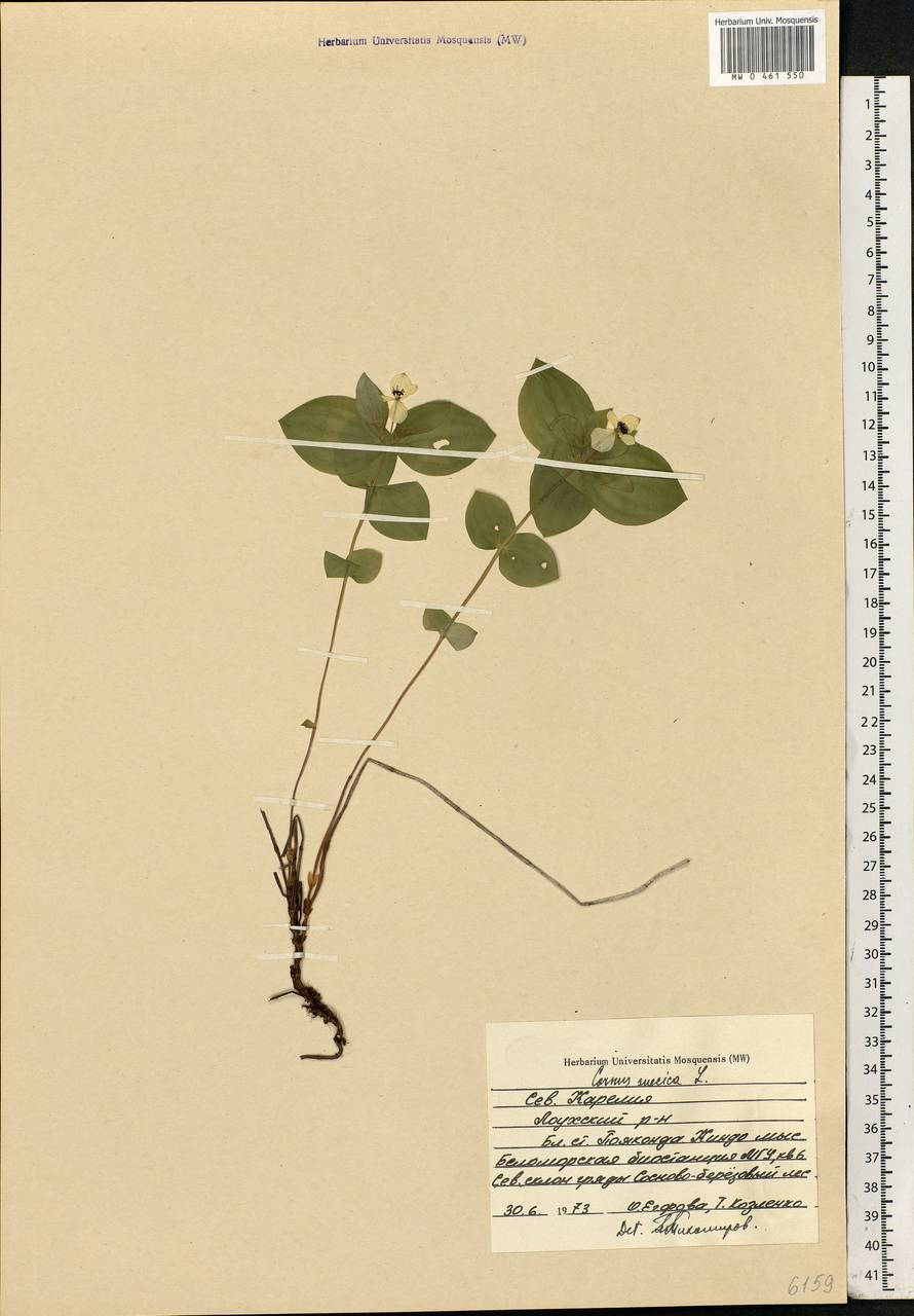 Cornus suecica L., Eastern Europe, Northern region (E1) (Russia)