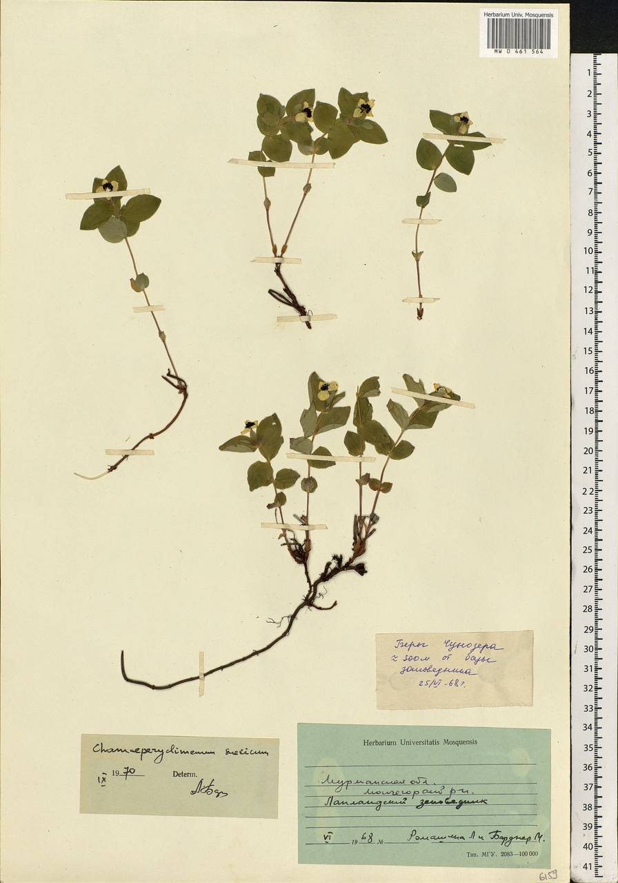 Cornus suecica L., Eastern Europe, Northern region (E1) (Russia)