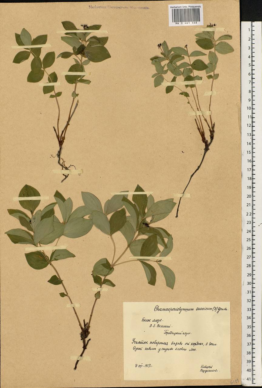 Cornus suecica L., Eastern Europe, Northern region (E1) (Russia)