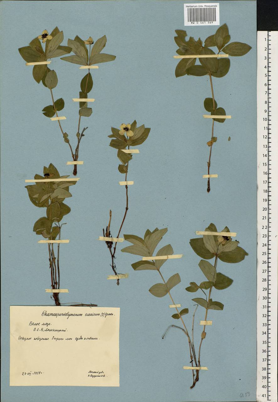 Cornus suecica L., Eastern Europe, Northern region (E1) (Russia)